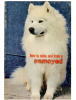 TGhÖ{ How To Raise And Train a Samoyed