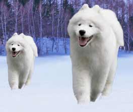 $B%5%b%(%I%0%C%:$H;(2_!!%5%b%(%I%-!<%1!<%9!!@cNS$r6n$1$k%5%b%(%I(B