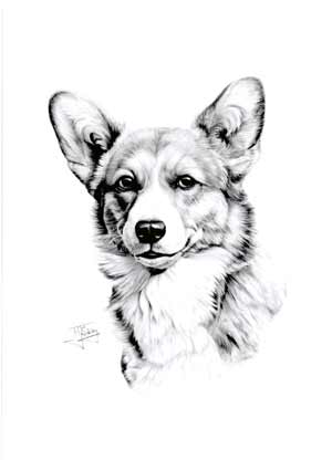 コーギー　ウェルシュコーギー　犬　犬の絵　原画　絵画　鉛筆画　手描き　イラスト ウェルシュ・コーギー・ペンブローク」 by 柴猫由貴｜Artmeter