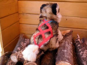 ���茢�ʂ�����݂�����n�[�l�X�t���i�r�T�C�Y