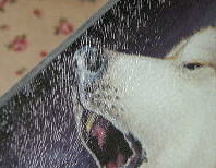 $B%*%*%+%_%0%C%:!!%&%k%U(BCD$B%1!<%9!!%&%k%t%9%U%'%$%9(B